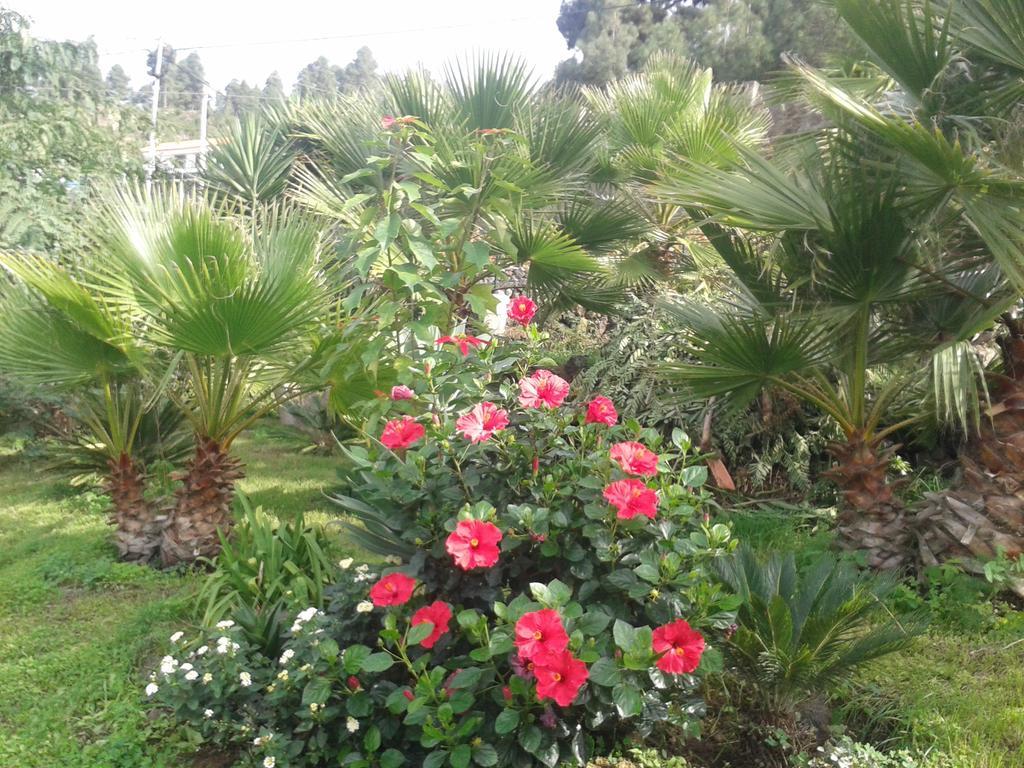 Finca Las Palmeras Icod De Los Vinos Exterior foto