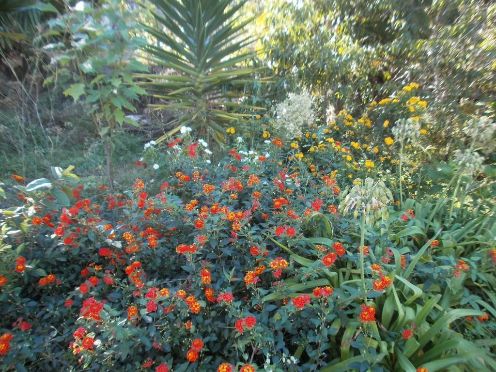 Finca Las Palmeras Icod De Los Vinos Zimmer foto