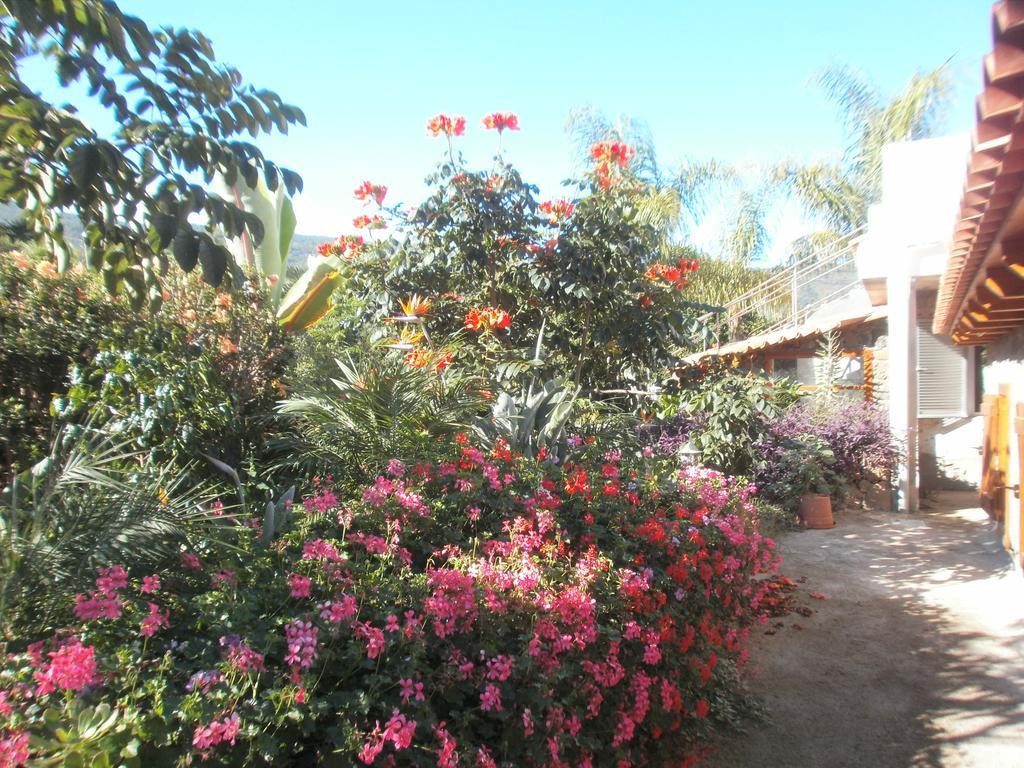Finca Las Palmeras Icod De Los Vinos Zimmer foto