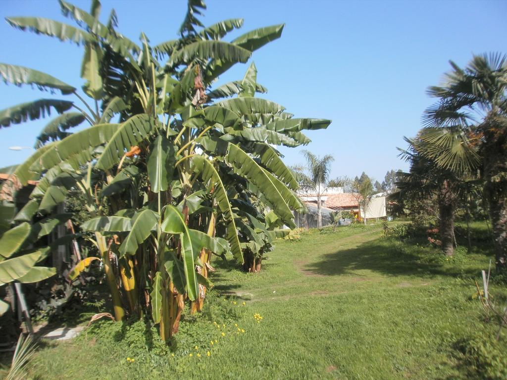 Finca Las Palmeras Icod De Los Vinos Zimmer foto