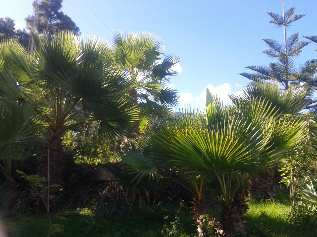 Finca Las Palmeras Icod De Los Vinos Exterior foto